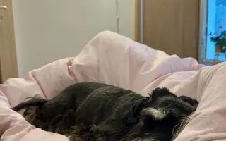 Ella - malý psík s veľkým srdcom, ktorý ešte nechce odísť
