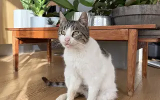 Vráťme spolu Murke bezbolestné kroky