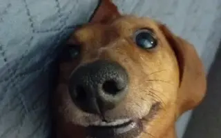 Pomôžte zachrániť môjho milovaného jazvečíka Maxa!