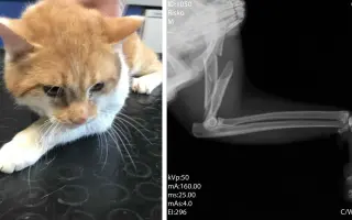 Dočká sa hendikepovaná mačička Yuki a ostatné mačky v núdzi nevyhnutnej pomoci?