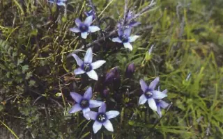 Pomôžte naplniť sen o pomáhaní iným tradičnou tibetskou medicínou