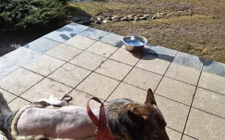 Darujme Šeďovi šancu na návrat k normálnemu životu