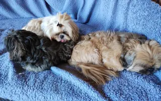 Pomôžte našim chorým senior psíkom - OZ pomoc psíkom Shih-tzu
