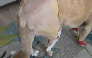 Pomohli ste Minnie chodiť bez bolesti