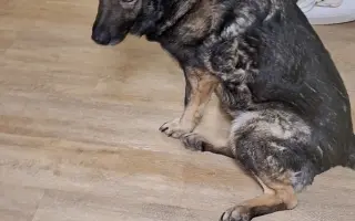 Darujme Šeďovi šancu na návrat k normálnemu životu