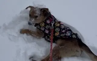 Darujme Benymu druhú šancu
