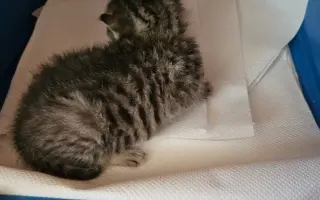 Pomôžme Gabriele nakŕmiť a vykastrovať mačacích kamarátov