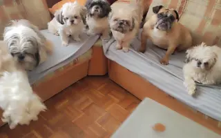 Pomôžte našim chorým senior psíkom - OZ pomoc psíkom Shih-tzu