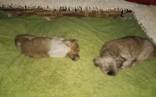 Pomôžte našim senior psíkom Shih-tzu dožiť dôstojný život