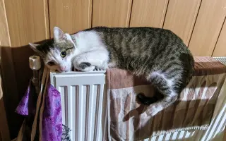 Salty bojuje o svoj tretí život – pomôžme mu vyhrať boj s FIP