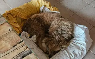 Doprajme Ronkovi dôstojnú jeseň života plnú lásky