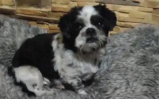 Pomôžte našim chorým senior psíkom - OZ pomoc psíkom Shih-tzu