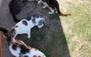 Pomôžme mačičkám prežiť zimu