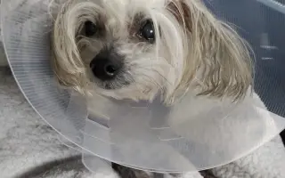 Pomôžme Rúfuskovi zabezpečiť potrebnú operáciu