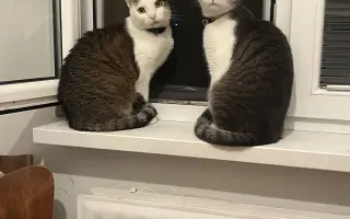 Salty bojuje o svoj tretí život – pomôžme mu vyhrať boj s FIP