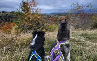 Nohy už nevládzu, ale srdce stále chce. Pomôžme Shaste.