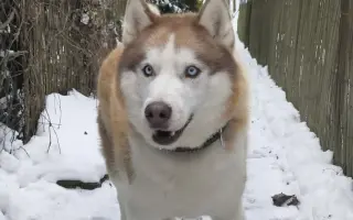 Keď labky slabnú, láska stále beží ďalej - pomôžme huskymu Hachiko