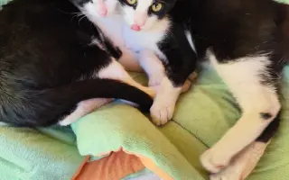 Pomôžme mačičkám prežiť zimu