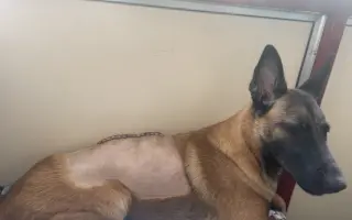 Pomôžte Lady znovu stáť na vlastných labkách