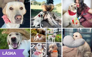 Hanička – srdce na štyroch labkách potrebuje pomoc