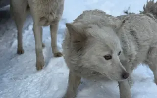 Podporme kastrácie v osade Rakúsy