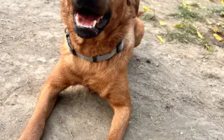 Pomôžte nám dať psom druhú šancu – prerábame Happy Paw’s