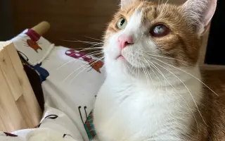 Trojnohá Buchta si zaslúži pozerať na svet dvomi očami 🐱👁️🏴‍☠️