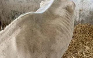 🕊️ Znovuzrodenie: Pomôžte dvom konským anjelom začať nový život
