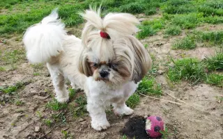 Pomôžte našim chorým senior psíkom - OZ pomoc psíkom Shih-tzu