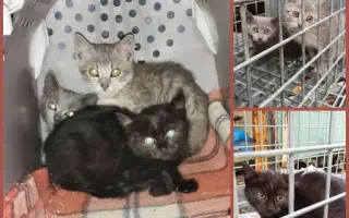 Podporte kastračný program v Banskej Štiavnici