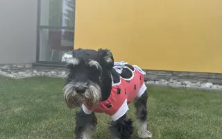 Ella - malý psík s veľkým srdcom, ktorý ešte nechce odísť