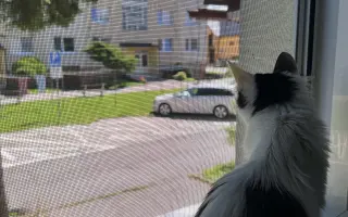 Pomôžme mladej Mňauke bojovať s vážnym FIP ochorením