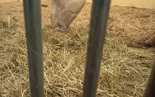 Pomôžme kobyle Kami v boji o život