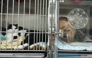 Pomôžme Ferovi znovu sa nadýchnuť