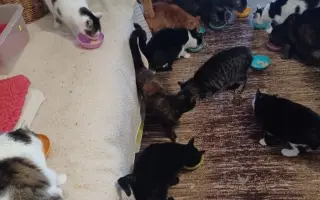 Strechu nad hlavou majú. PomôžMe nám naplniť aj ich misky.