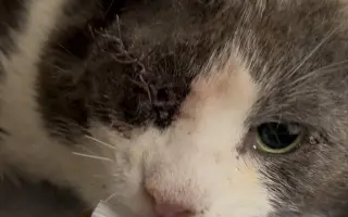 Rockyho cesta za lepším životom
