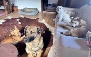 Pomôžme Jessiemu opäť sa postaviť na labky bez bolessti Pomôžme Jessiemu opäť sa postaviť na labky bez bolessti