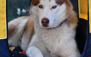 Keď labky slabnú, láska stále beží ďalej - pomôžme huskymu Hachiko