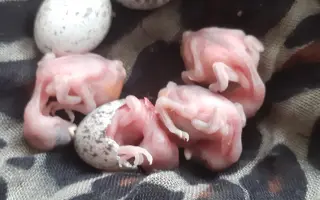 Súrna pomoc pre Záchrannú stanicu ProAvis