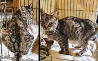 Kastráciou proti utrpeniu: Pomôžte zachraňovať pouličné mačky.