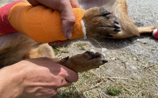 Pomôžme záchranárskemu psíkovi Qvídovi