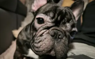 Pomôžme Minnie zastaviť bolesť a zachrániť jej zrak aj zdravie
