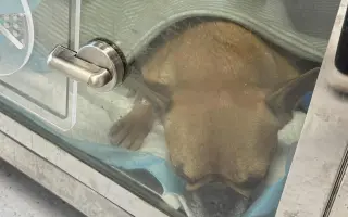 Prispejme na liečbu fenky Gigi