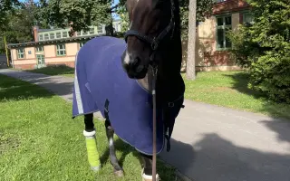 Pomôžte nášmu koníkovi Armanimu postaviť sa späť na nohy