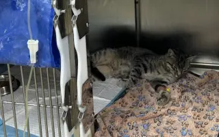 Zachráňme Murka - kocúrik bojuje o život po vážnom úraze a FIP
