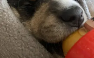 Pomôžte nám - k odkúpeniu raja pre OZ Záchranná stanica ANIMAL chýba ešte kúsok!