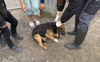 Veterinárna starostlivosť pre psy v osadách