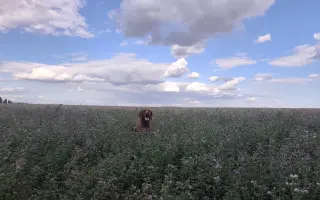 Zachráňme Dobbyho - pomôžme mu s liečbou mastocytózy