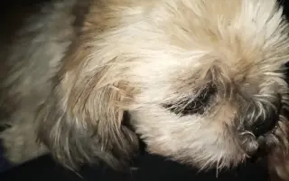 Pomôžte našim senior psíkom Shih-tzu dožiť dôstojný život