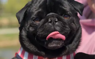 Pomohli ste Boženke a mopsím seniorom z MOPS v núdzi